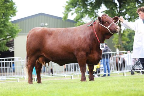 PRESS RELEASE FROM DEVON COUNTY SHOW - Red Ruby Devon Cattle