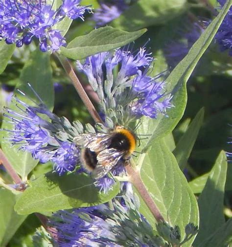 Bees LOVE Caryopteris And So Do Butterflies Bee Garden Must Have