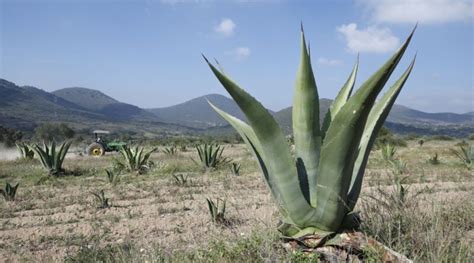 Edoméx entre los primeros lugares en la producción de Agave Salmiana