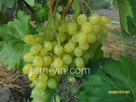 Цимус — pan-vin.com