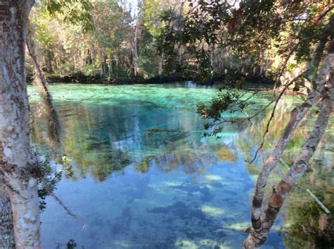 Crystal River manatees: See manatees, even swim with them | Florida Rambler