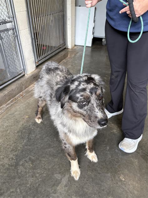 Burke - UPDATE: reclaimed 🐶 Help I’m lost and want to go home!!! Found