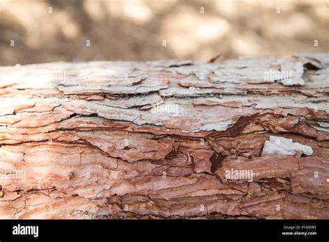 Scaly Bark Stock Photos And Scaly Bark Stock Images Alamy