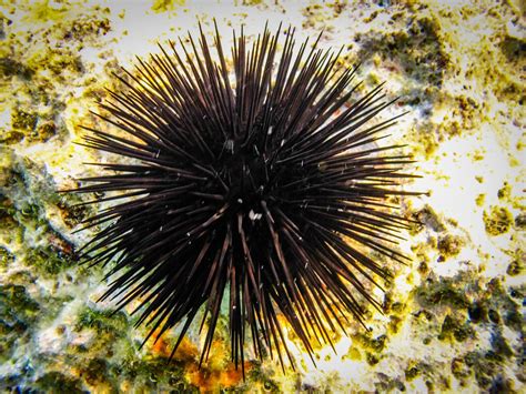 Colorful Sea Urchin in Water