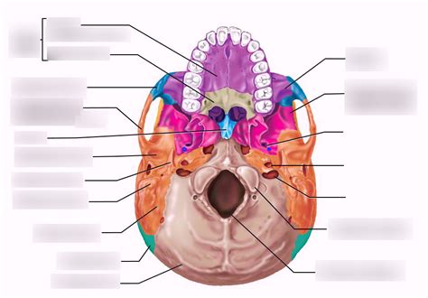 Underside Of Skull Diagram Quizlet