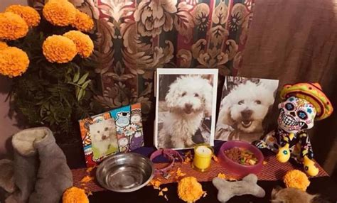 Día De Muertos Ofrenda Para Mascotas En El Panteón Civil De Dolores