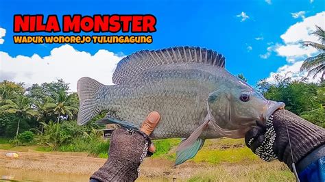 Edaan Perdana Mancing Disini Langsung Dihajar Nila Monster Mancing