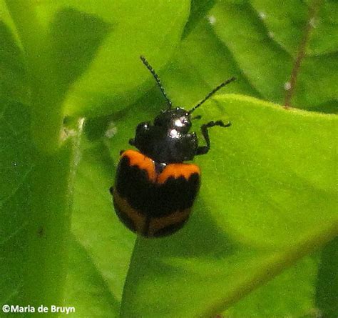 Swamp Milkweed Leaf Beetle Project Noah