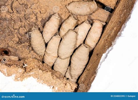 Nest Of Mud Sceliphron Curvatum Also Known As The Asian Mud Dauber