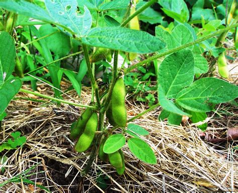 How To Grow Soybeans Gardening Jones Plants Grow Organic Soybean