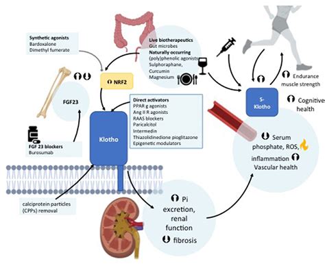 Frontiers Klotho Aging And The Failing Kidney