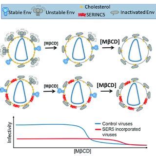 Proposed model for SER5-mediated restriction of HIV-1 Envs. We propose ...