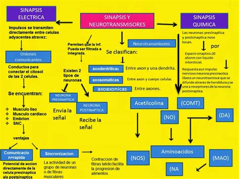 Blog De Fisiologia Susan Karely Lopez Oropeza Mapa Conceptual De