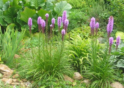 Лиатрис Цветок Многолетник Фото Посадка И Уход – Telegraph