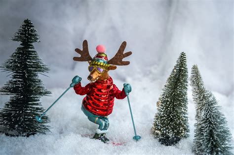 Moose Reindeer Picture Free Photo On Pixabay Pixabay