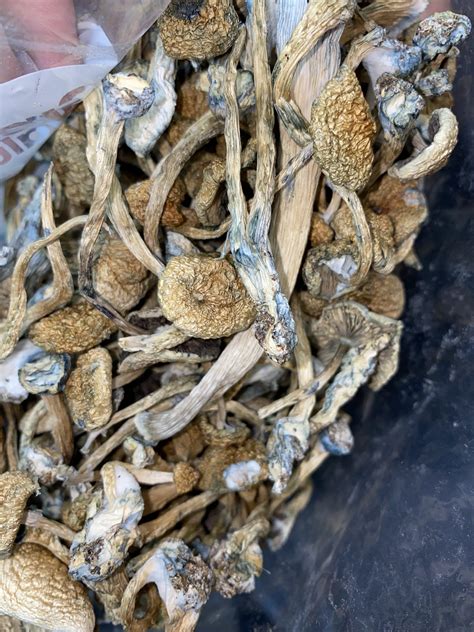 Magic Mushrooms Jedi Mind Fuck Onestopbudshop