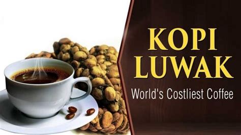 13 Type of Most Expensive Coffee in the World | Marketing91