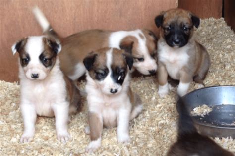 Welsh Sheepdog Dog Breed Information Images Characteristics Health