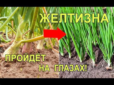 Желтеют Перья Лука Что Делать Лучшее Народное Средство От Луковой Мухи ...