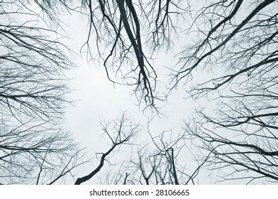 Silhouette Nude Tree Closeup Stock Photo 28106665 Shutterstock