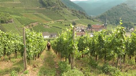 Weinbergspflege mit dem Pferd Weingut Mönchberger Hof