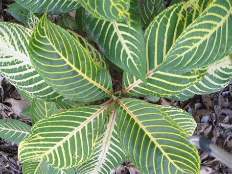 plant guide sanchezia speciosa sanchezia