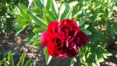 Пион RED MONARCH 18.05.2015 - YouTube