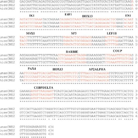 Comparative architecture of non-coding sequence 2 (CNE2) across ...