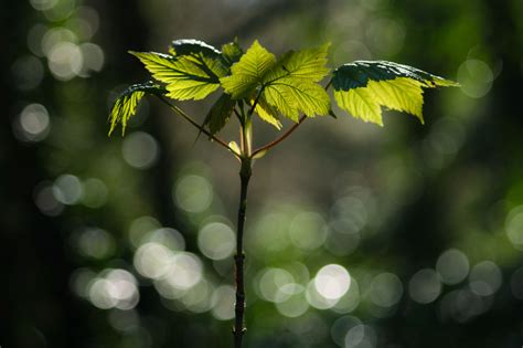 Wallpaper Sunlight Forest Nature Branch Insect Green Yellow Canon Blossom Bokeh