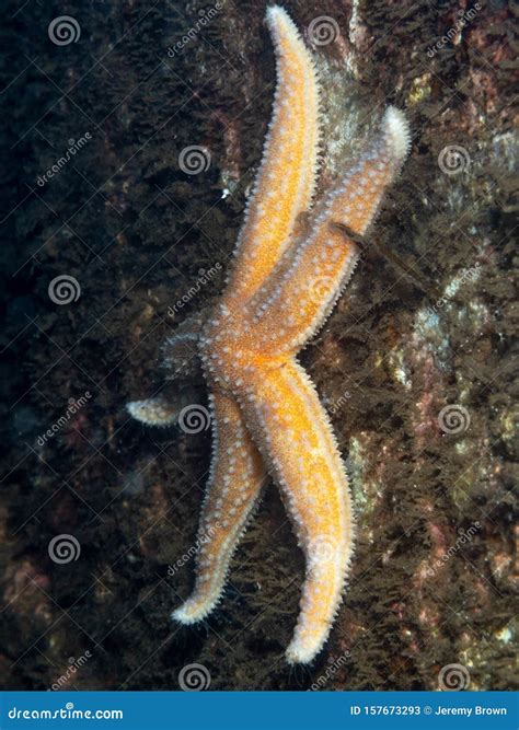 Common Starfish Asterias Rubens Orkney Scotland Stock Image Image