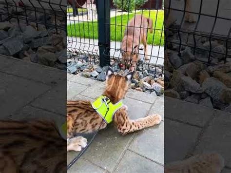 Каракал Ночка копает под рысёнка Локи 😼 | Food animals, Pets, Dogs