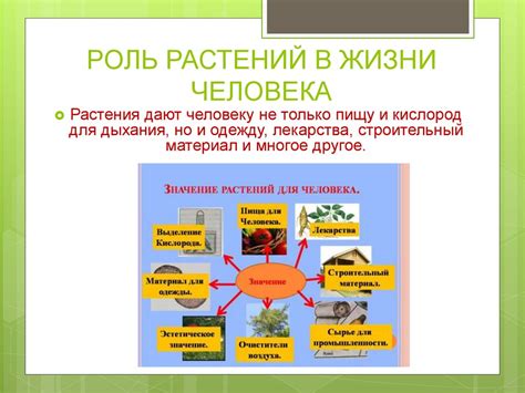 Может ли наш мир существовать без растений? - презентация онлайн