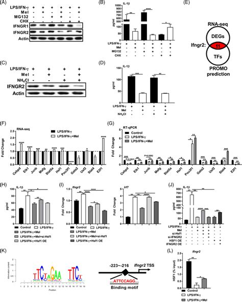 Melatonergic Activation Transcriptionally Inhibits Ifngr Expression To