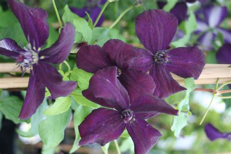 clematis viticella dark eyes clematis herian