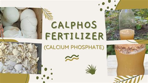 How To Make A Calphos Fertilizer Diy Calphos Fertilizer Diy Gardening Youtube