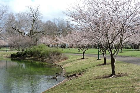 Where To Find Japanese Cherry Blossoms In Columbus Ohio Axios