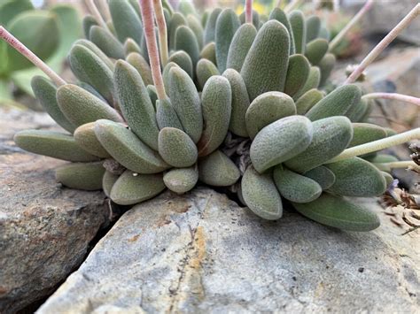 Crassula tecta - The Ruth Bancroft Garden & Nursery