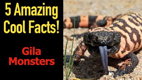 5 Fascinating Facts About Gila Monsters Youtube