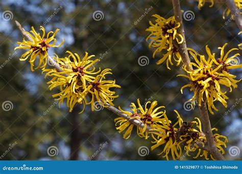 Witch Hazel That Yellow Beautiful Flowers Bloom Early Spring Stock