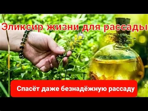 СУПЕР ЭЛИКСИР ЖИЗНИ ДЛЯ СЛАБОЙ И БЕЗНАДЁЖНОЙ РАССАДЫ. ОРГАНИЧЕСКОЕ ...