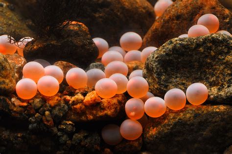 Atlantic Salmon Eggs