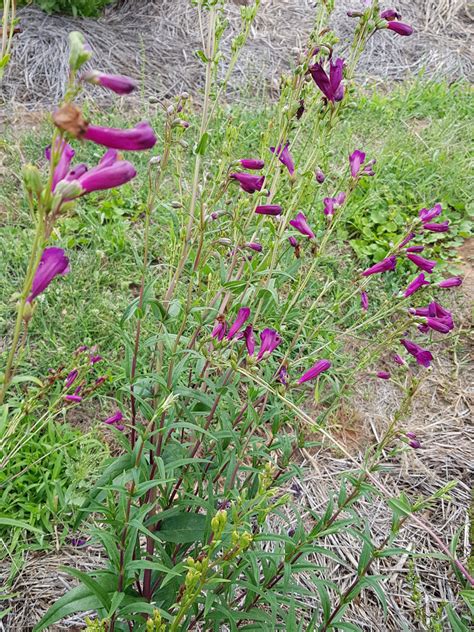 Penstemon ‘blackbird Nutshell Nursery