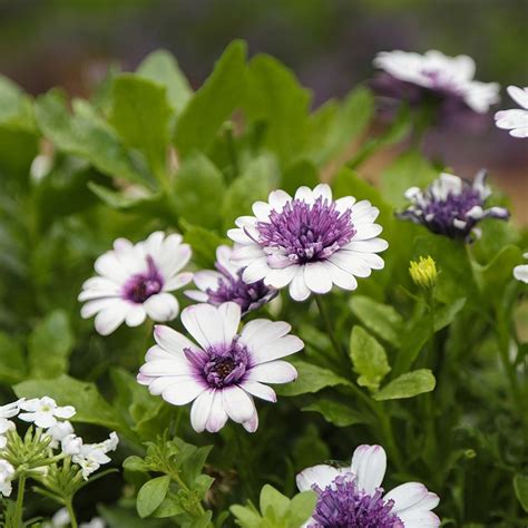 Buy 5 large plugs Osteospermum 3D Blueberry Shake: £9.99 Delivery by Crocus