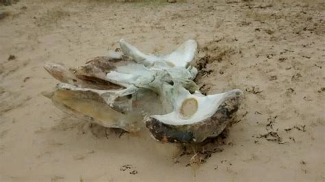 remnants   ft fin whale friends  colonsay facebook