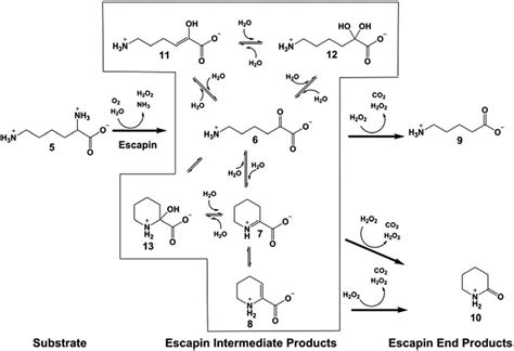 Summary Of The Compounds Of The Escapin L Lysine Pathway In The Ink And Download Scientific