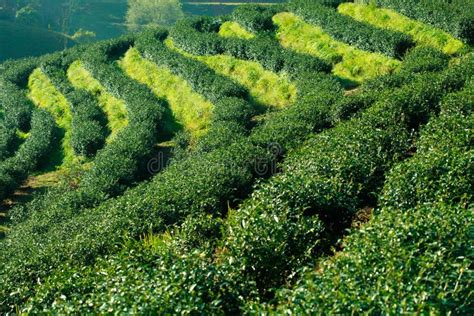 Tea Plantation Stock Image Image Of Forest Meadow Outdo