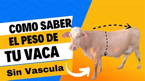 Como Calcular El Peso De Tu Vacas Sin B Scula Youtube