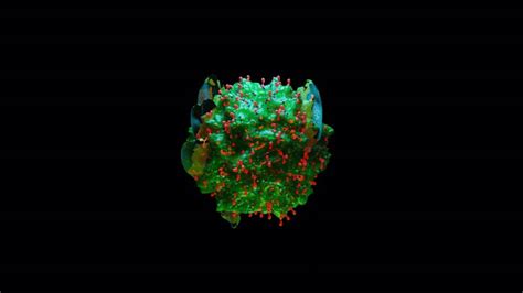 M Mast Cells Tissue Resident Immune Cells From Myeloid Lineage Tempo