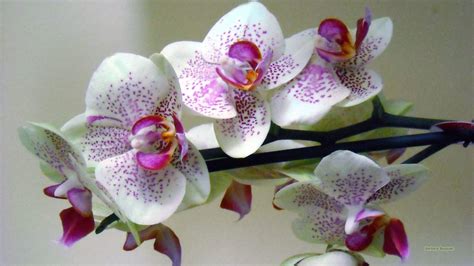 White Orchid Wallpapers - Top Free White Orchid Backgrounds ...