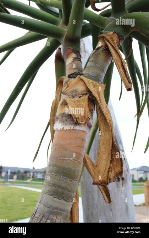 Close Up Of Aloe Barberae Or Also Known As Tree Aloe Aloe Bainesii